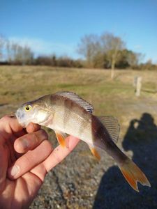 European Perch