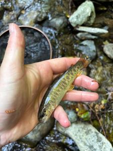 Brown Trout