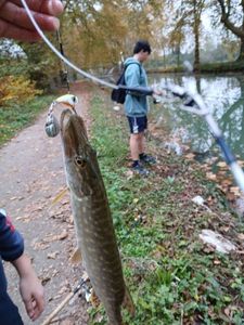 Northern Pike