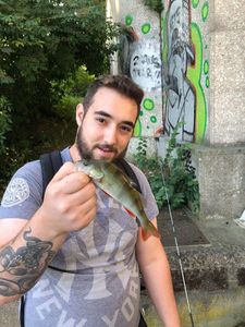 European Perch