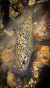 Brown Trout