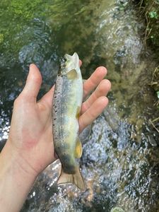 Brown Trout