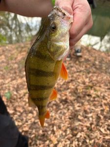 European Perch