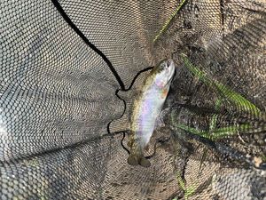 Rainbow Trout
