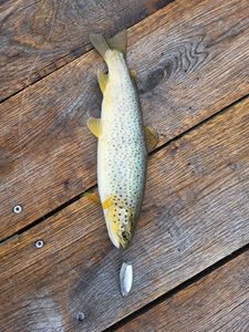 Brown Trout