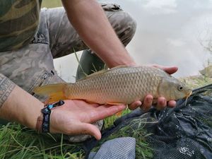 Leather Carp