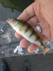 European Perch