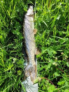 Northern Pike