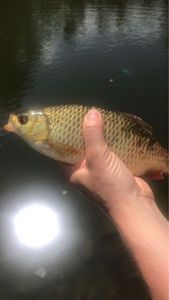 Roach