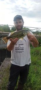 Largemouth Bass