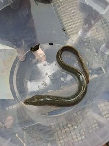 European Eel (Common Eel)