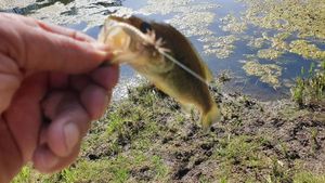 Largemouth Bass