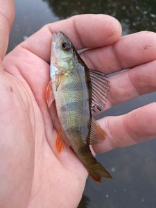 European Perch