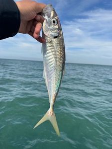 Mediterranean Horse Mackerel