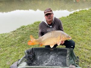 Common Carp