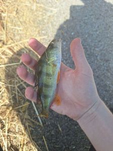 European Perch