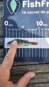 European Perch