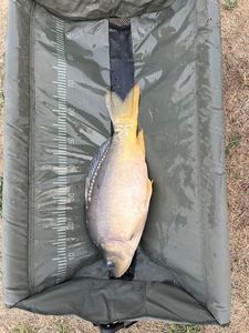 Leather Carp