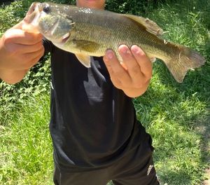 Largemouth Bass