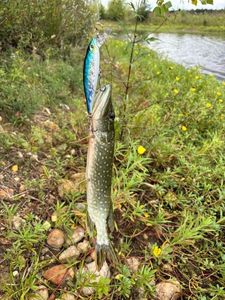 Northern Pike