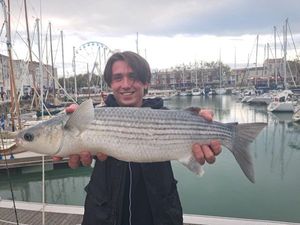 Golden Grey Mullet