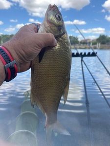 Common Bream