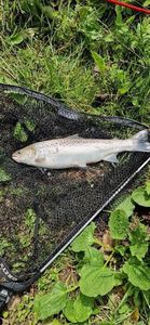 Truite de Mer