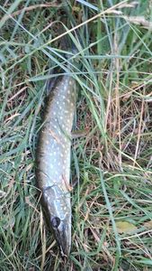 Northern Pike