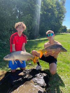 Common Carp
