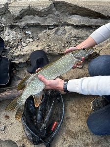 Northern Pike