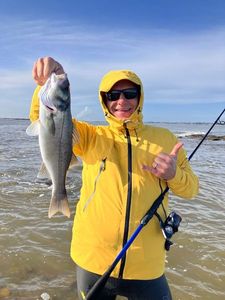 European Bass (Seabass)