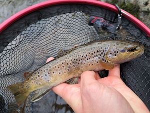 Brown Trout