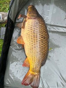 Common Carp