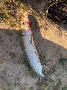 Northern Pike