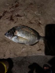 Common Two-banded Seabream