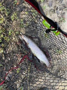 Brown Trout