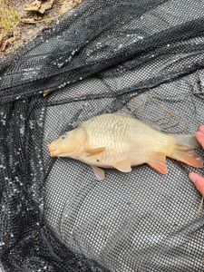 Crucian Carp