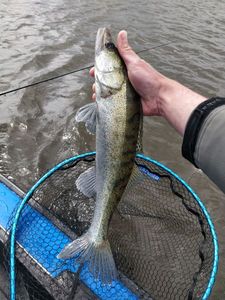 Zander