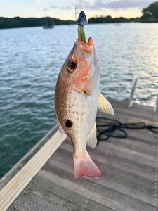 Yellowtail Snapper