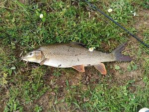 Barbel