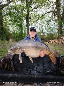 Mirror Carp