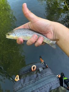 Brown Trout