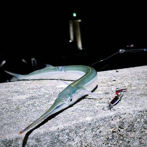 Garfish