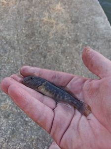 Round Goby