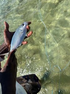 Bluefin Trevally