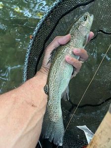 Rainbow Trout