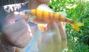 European Perch