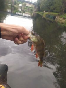 European Perch