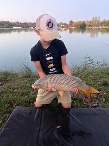 Common Carp