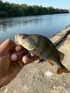 European Perch